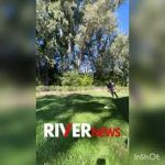 El Oso practica en el bosque.